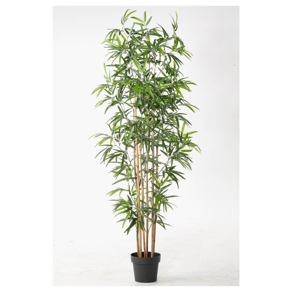 Икеа бамбук растение